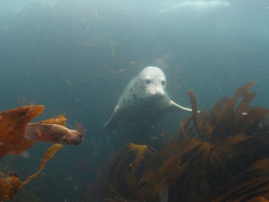 Farne Islands